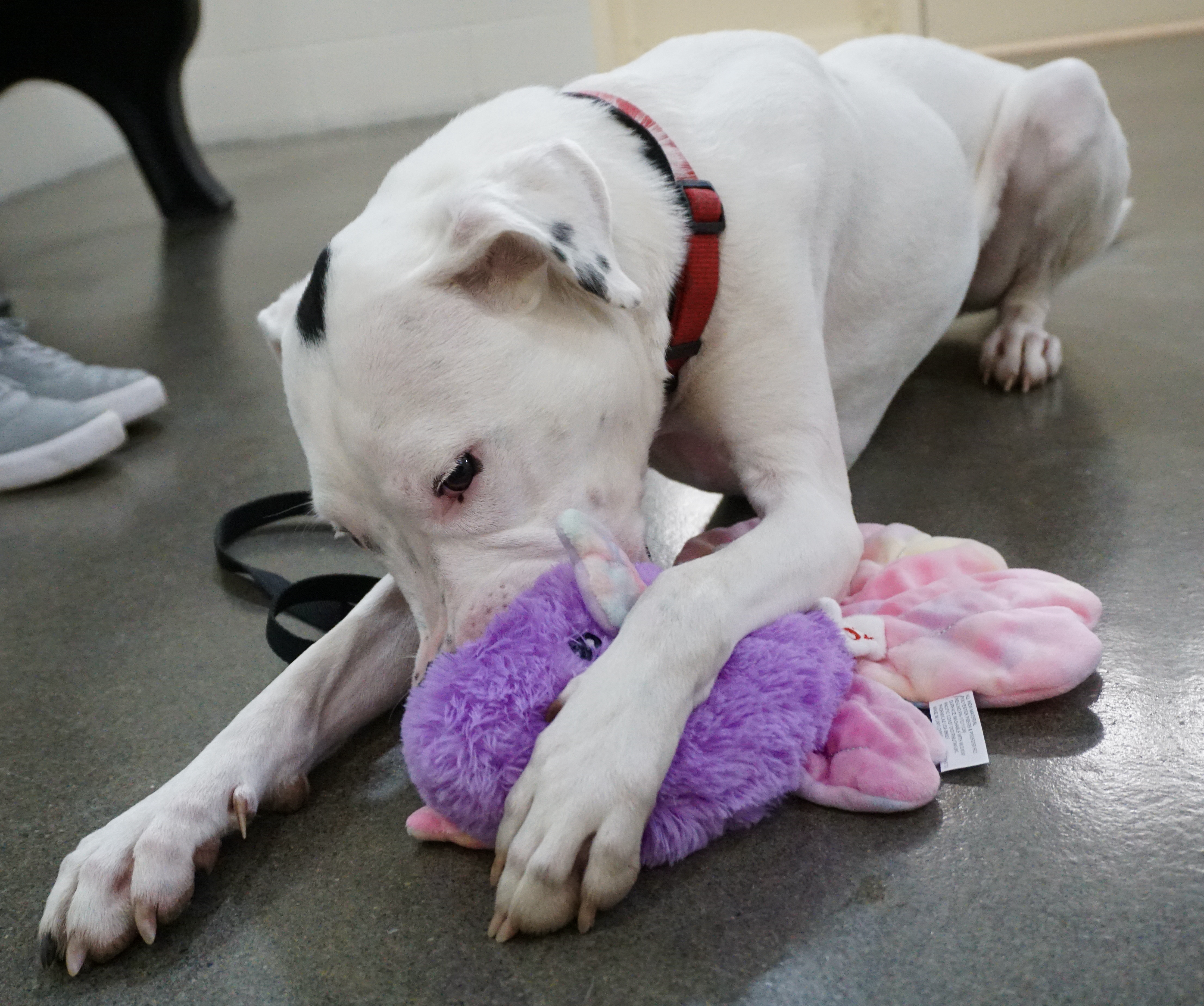 A white dog plays with a purple and pink fluffy toy.