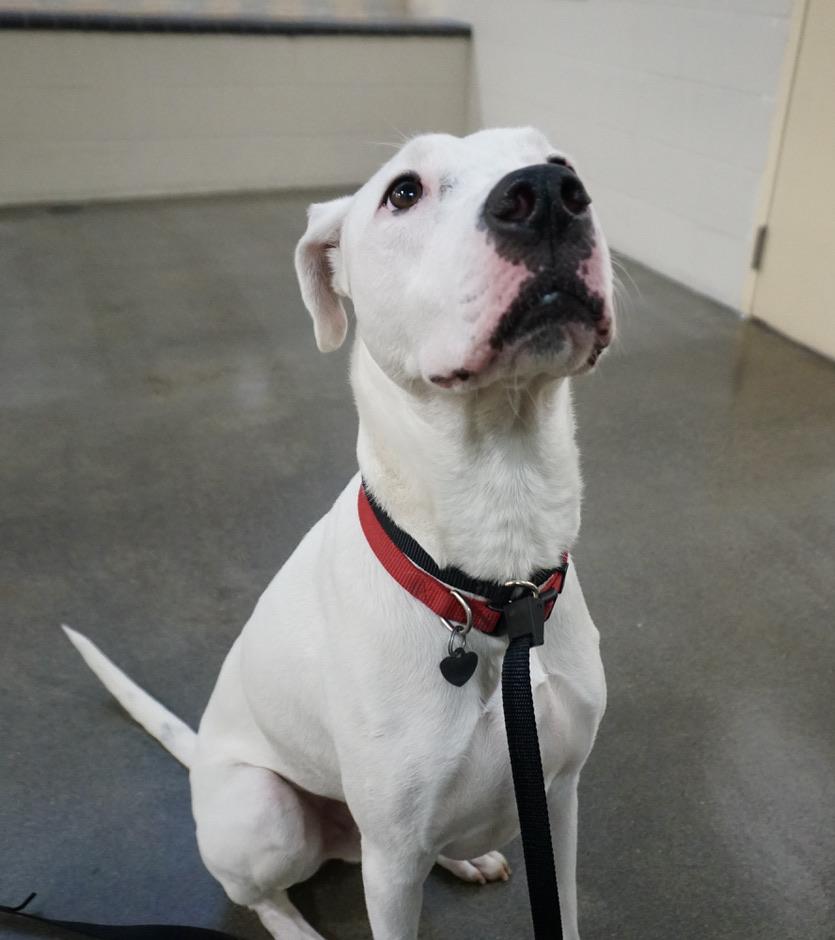 Budreau at the Oregon Humane Society.