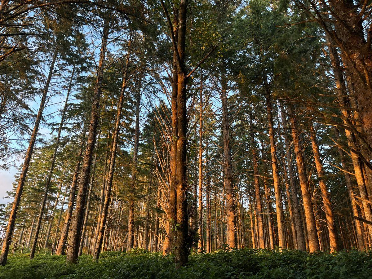 A forest of trees is lit up by a sunset, making the bark glow a warm orange color.