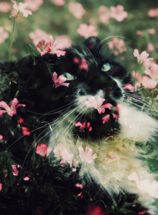 “I was at Shreiner’s Iris garden and I saw
this cat. He was lying in the grass, sunbathing, and I was experimenting with double exposure. One of my (favorite) animal shots,” says Meghna Rickabaugh Rich.